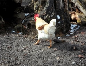white and yellow rooster near tree thumbnail