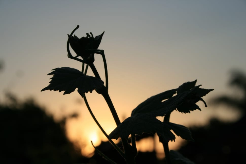 silhouette photo of a flower preview