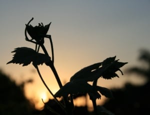 silhouette photo of a flower thumbnail