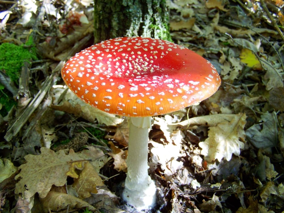 agaric mushroom preview