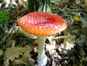 agaric mushroom thumbnail