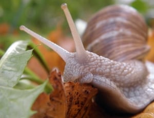brown and beige snail thumbnail