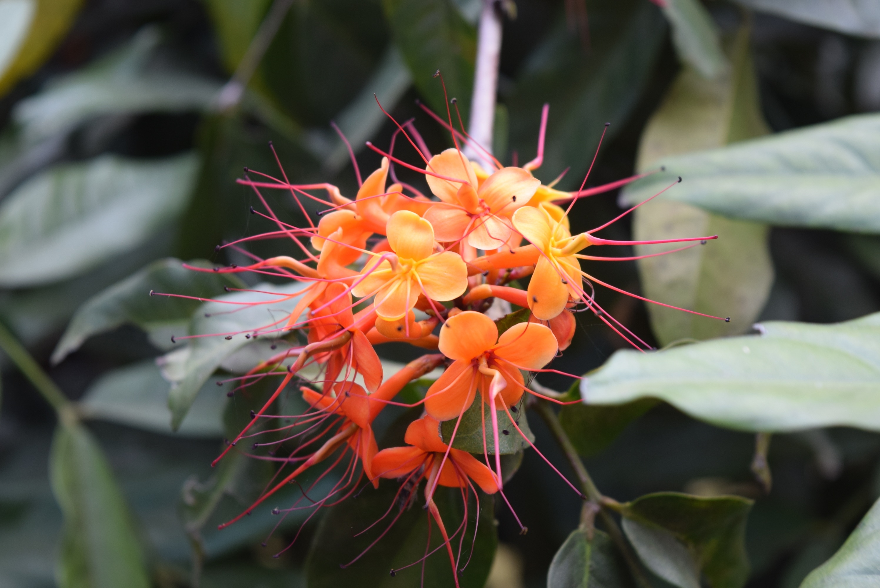 orange and pink flower