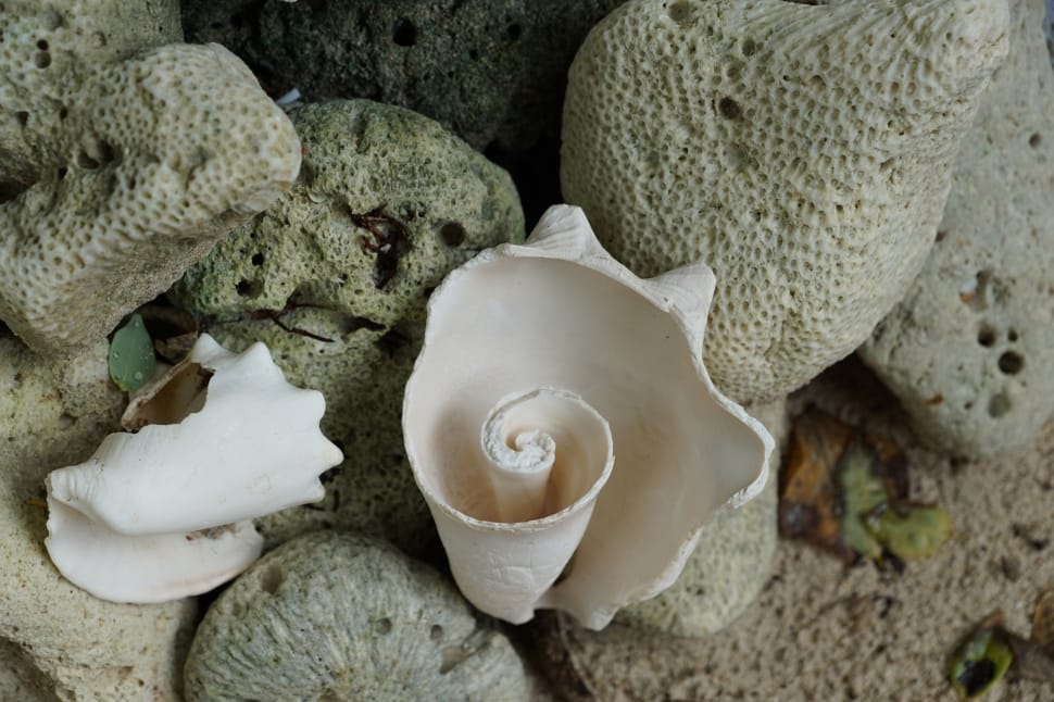 white conch shell preview