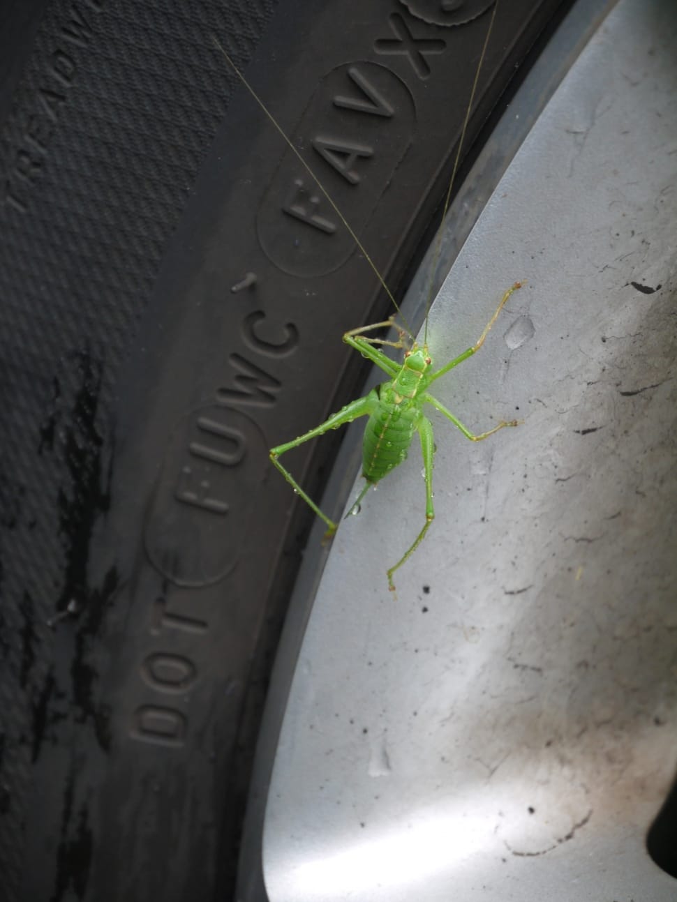 Green Grasshopper preview