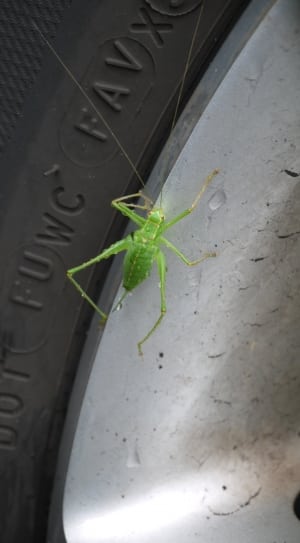 Green Grasshopper thumbnail