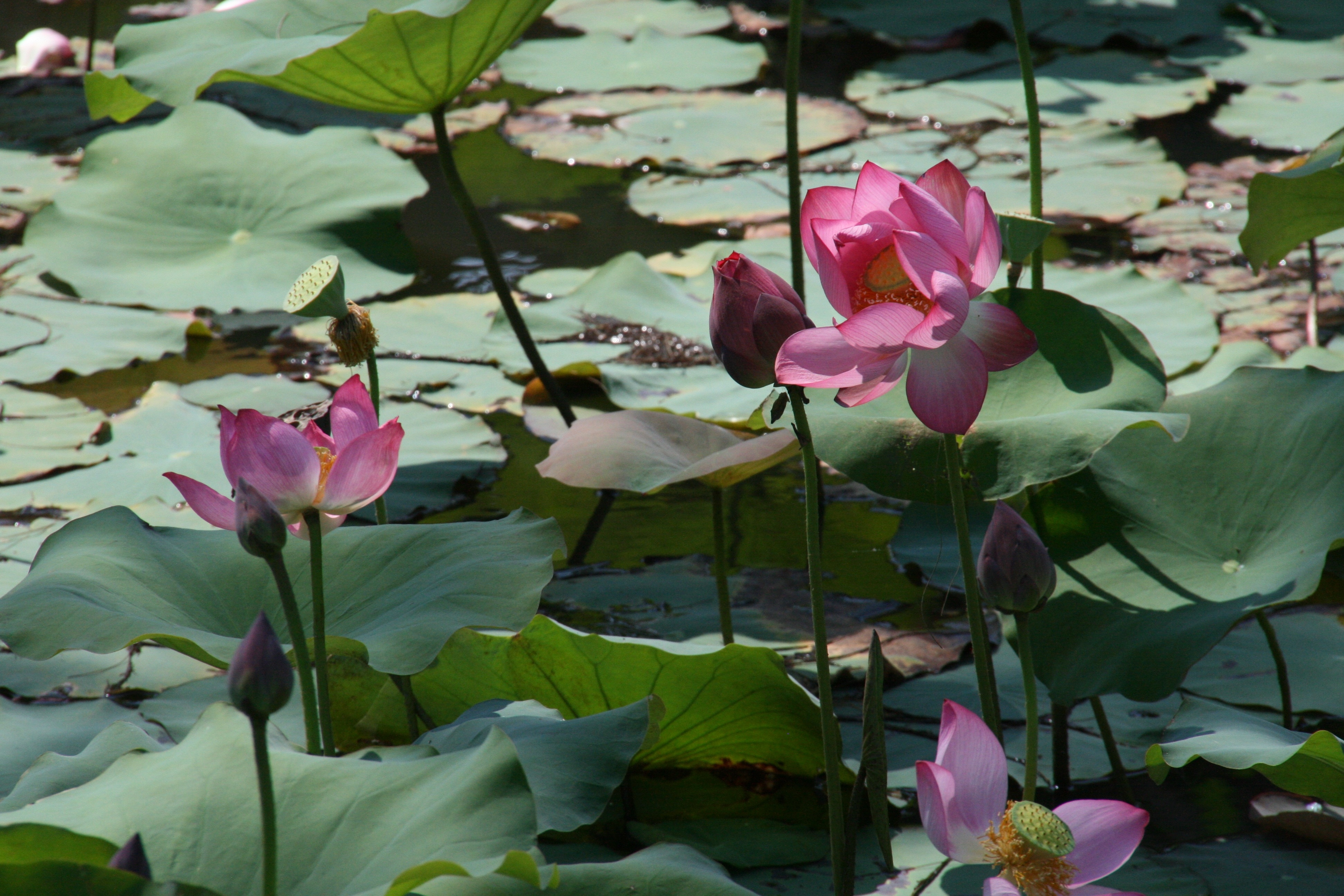 pink waterlily's