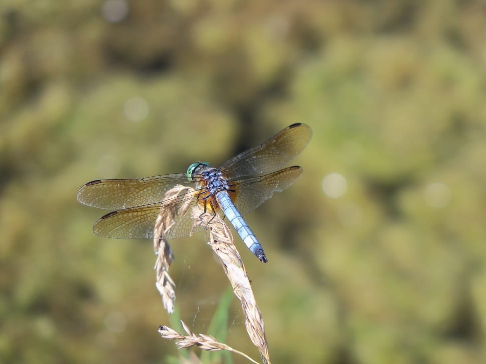 blue hawker butterfly preview