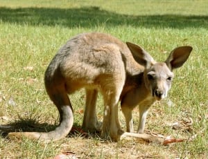 brown kangaroo thumbnail