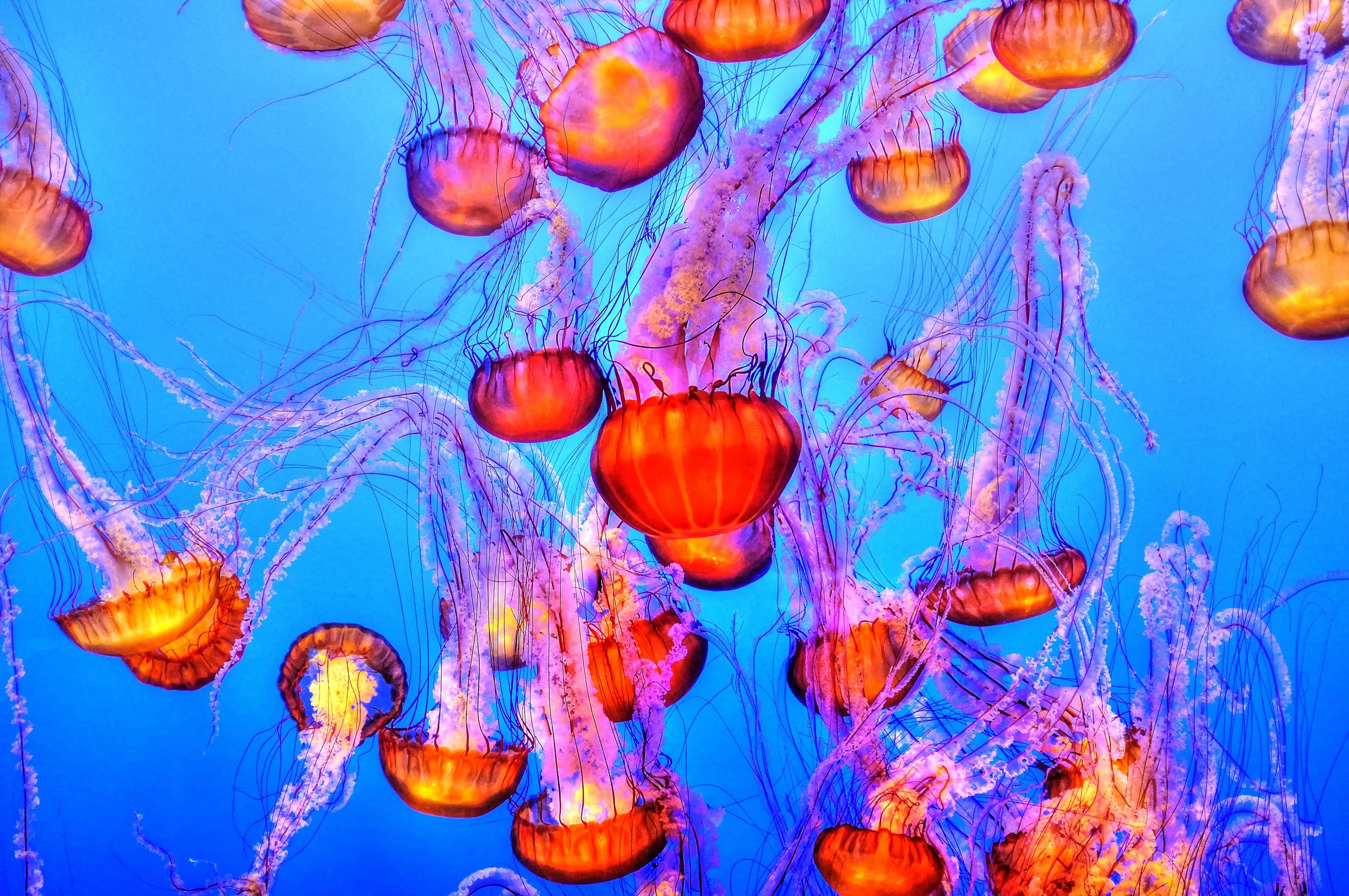 assorted jelly fishes