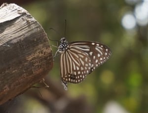 gray black and white butterfly thumbnail