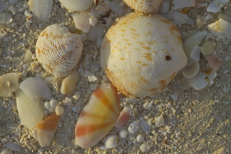 seashells lot preview