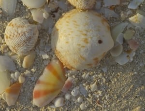 seashells lot thumbnail