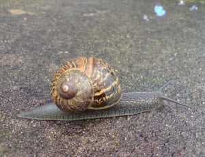 brown and black snail thumbnail