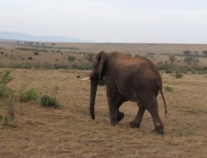 brown african elephant thumbnail
