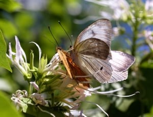 white and brown black butterflies thumbnail