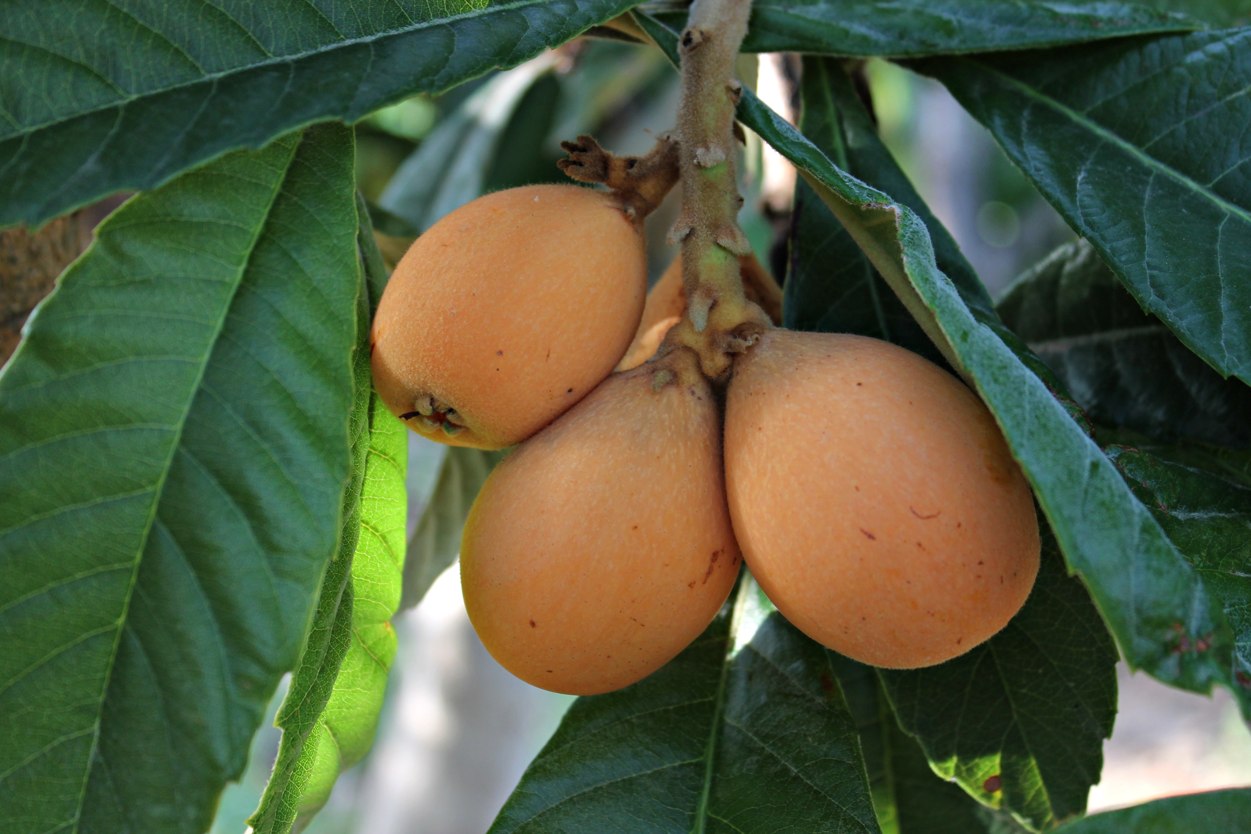 close up photo of orange citrus fruits
