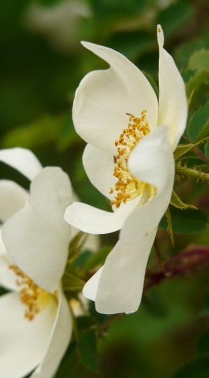 two white petal flowers thumbnail