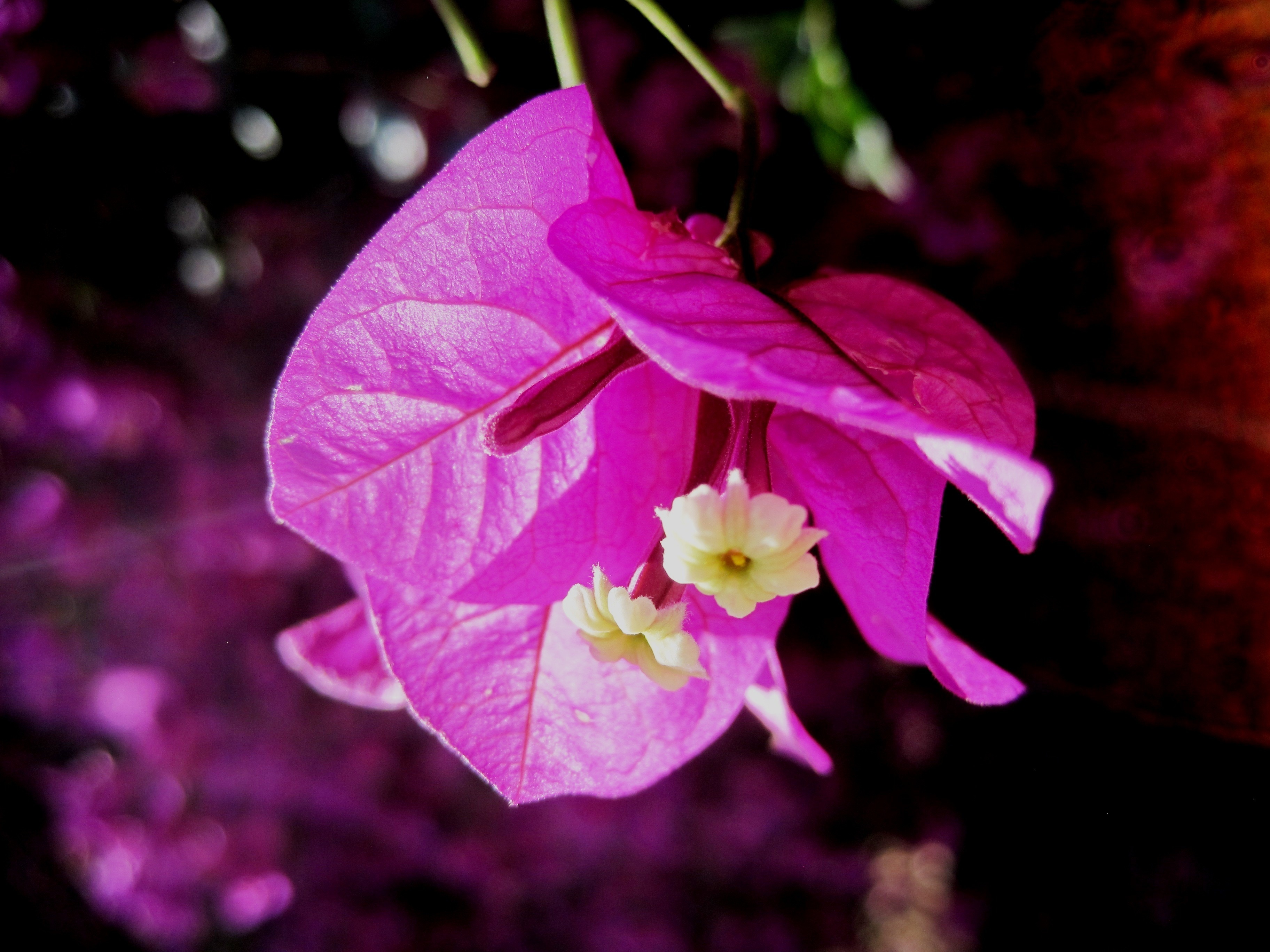 Сказка пурпурный цветок