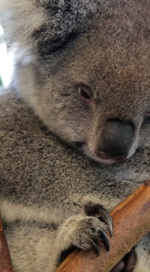 gray koala thumbnail