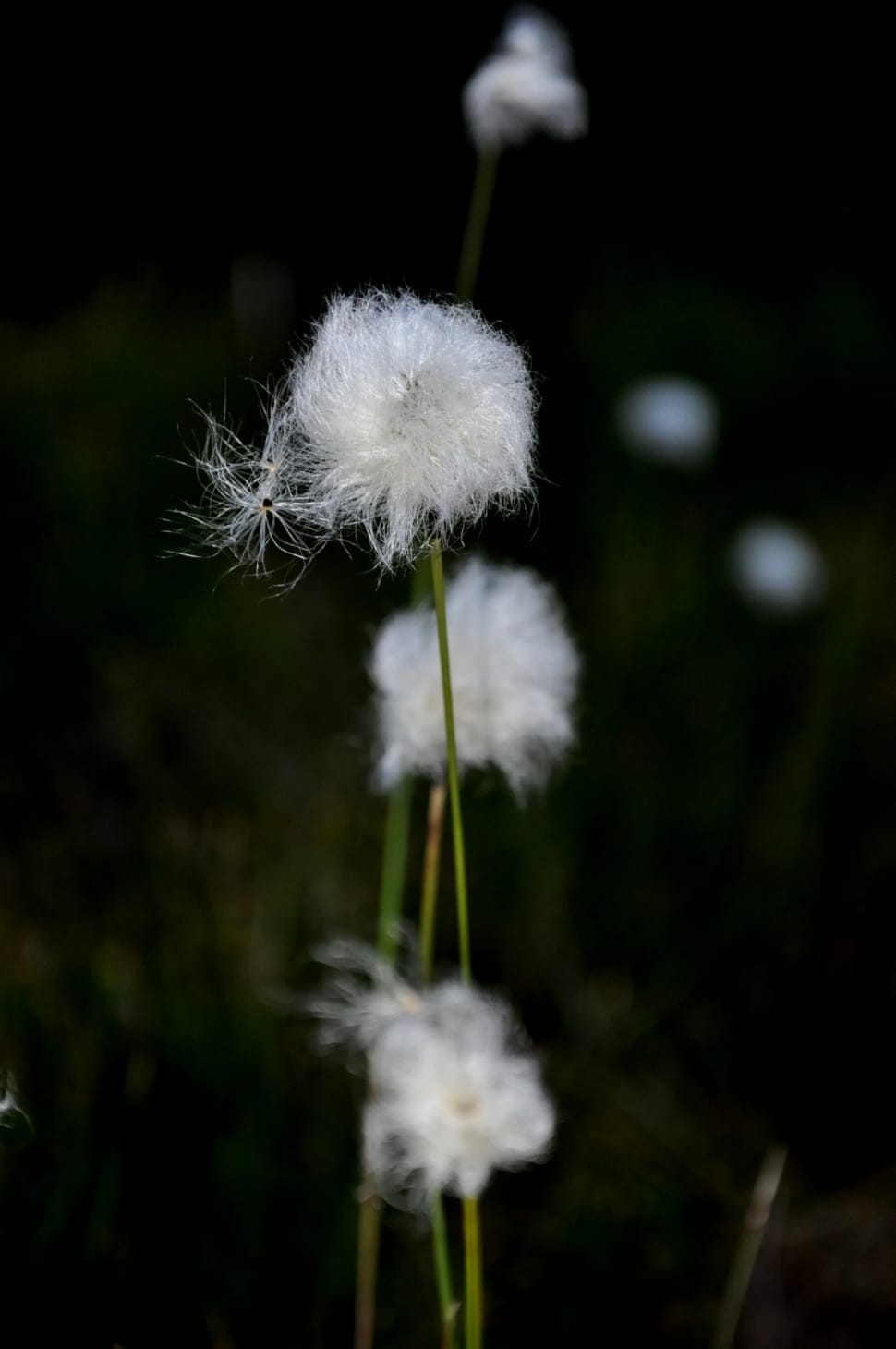 whit edandelion preview