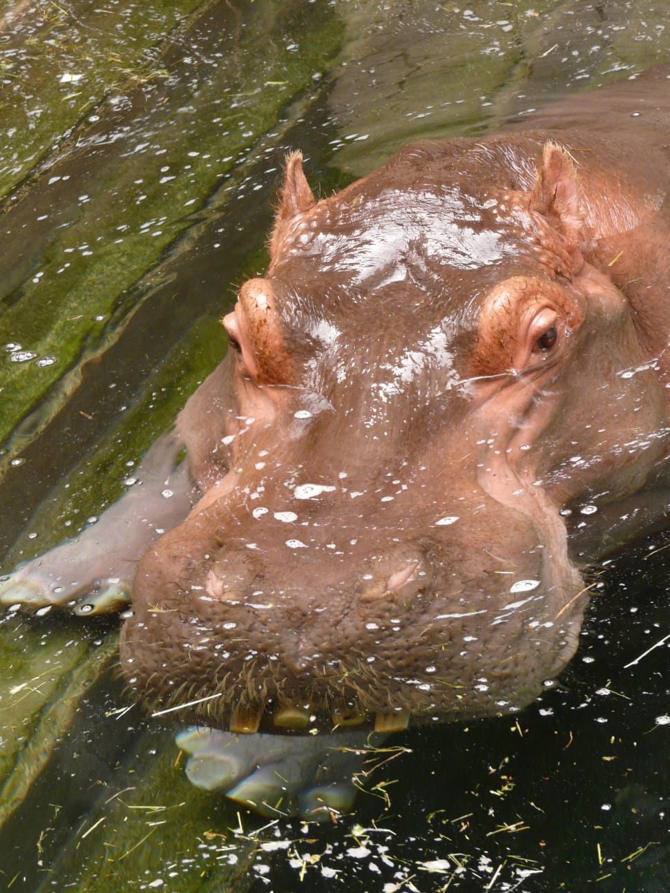 brown hippopotamus preview