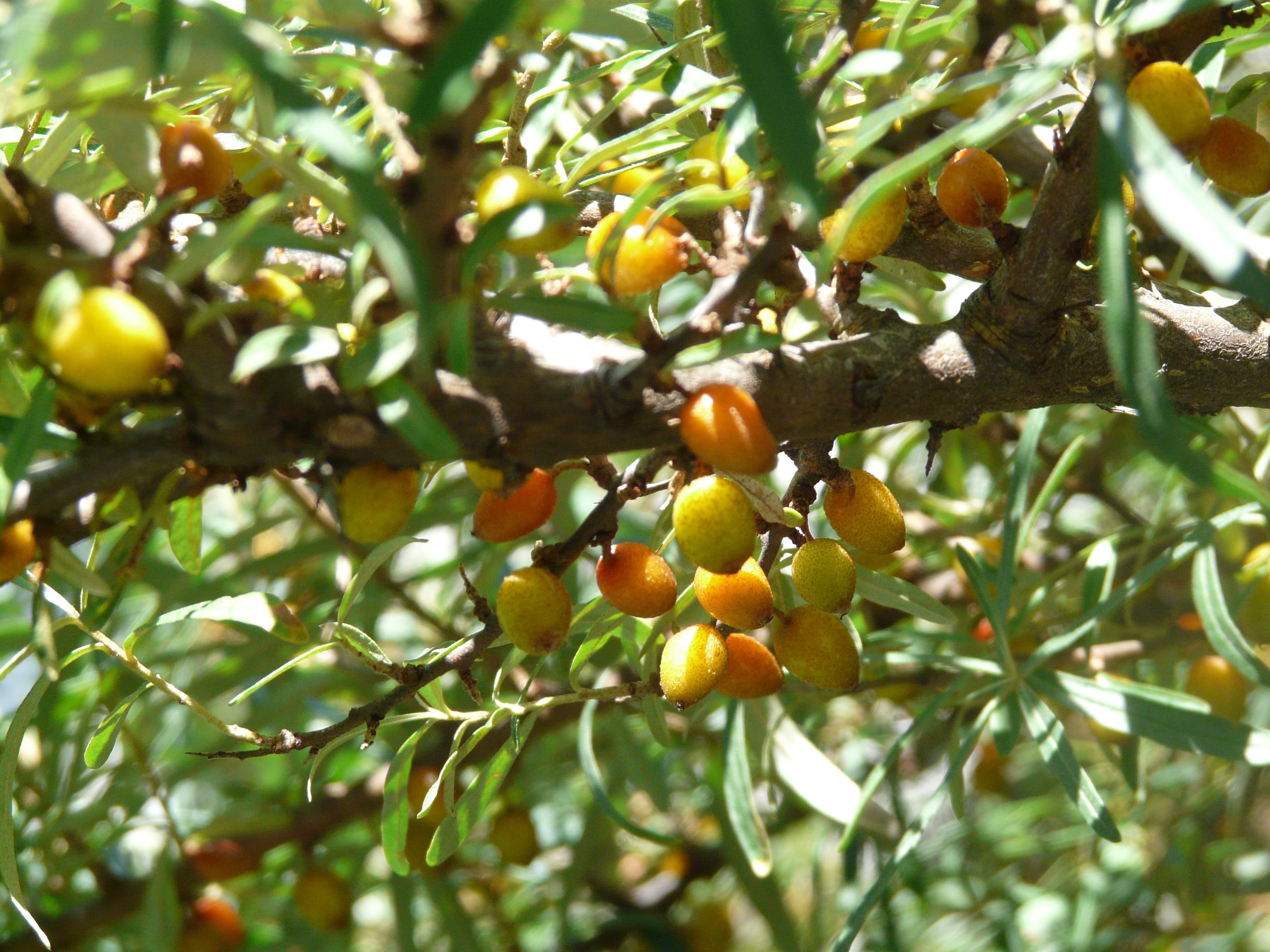 yellow and orange oval fruits