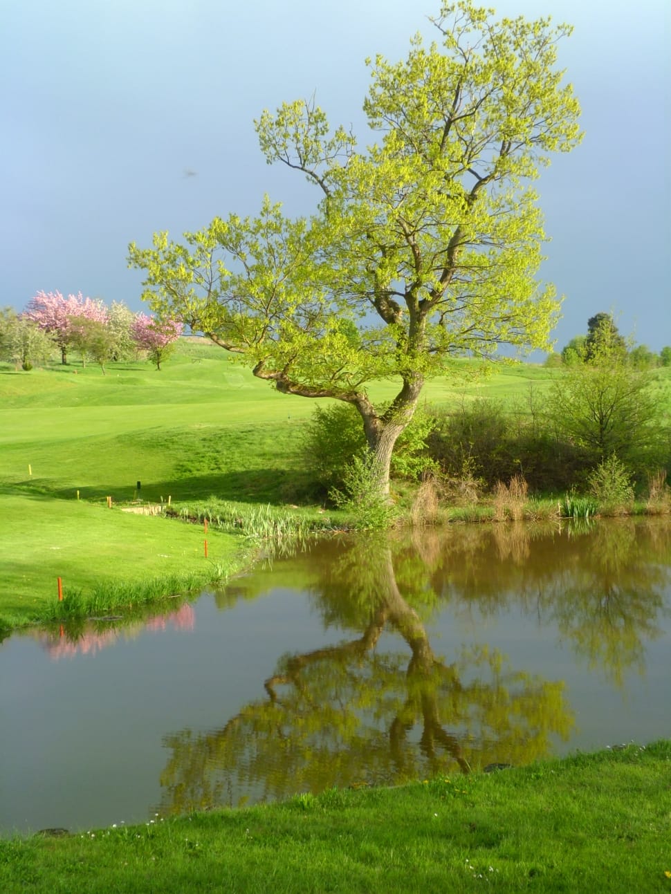 Golf, Sport, Water, Reflection, Tree, tree, nature preview