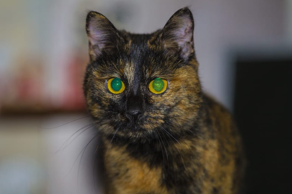 black and brown green eye cat preview