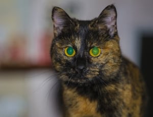 black and brown green eye cat thumbnail
