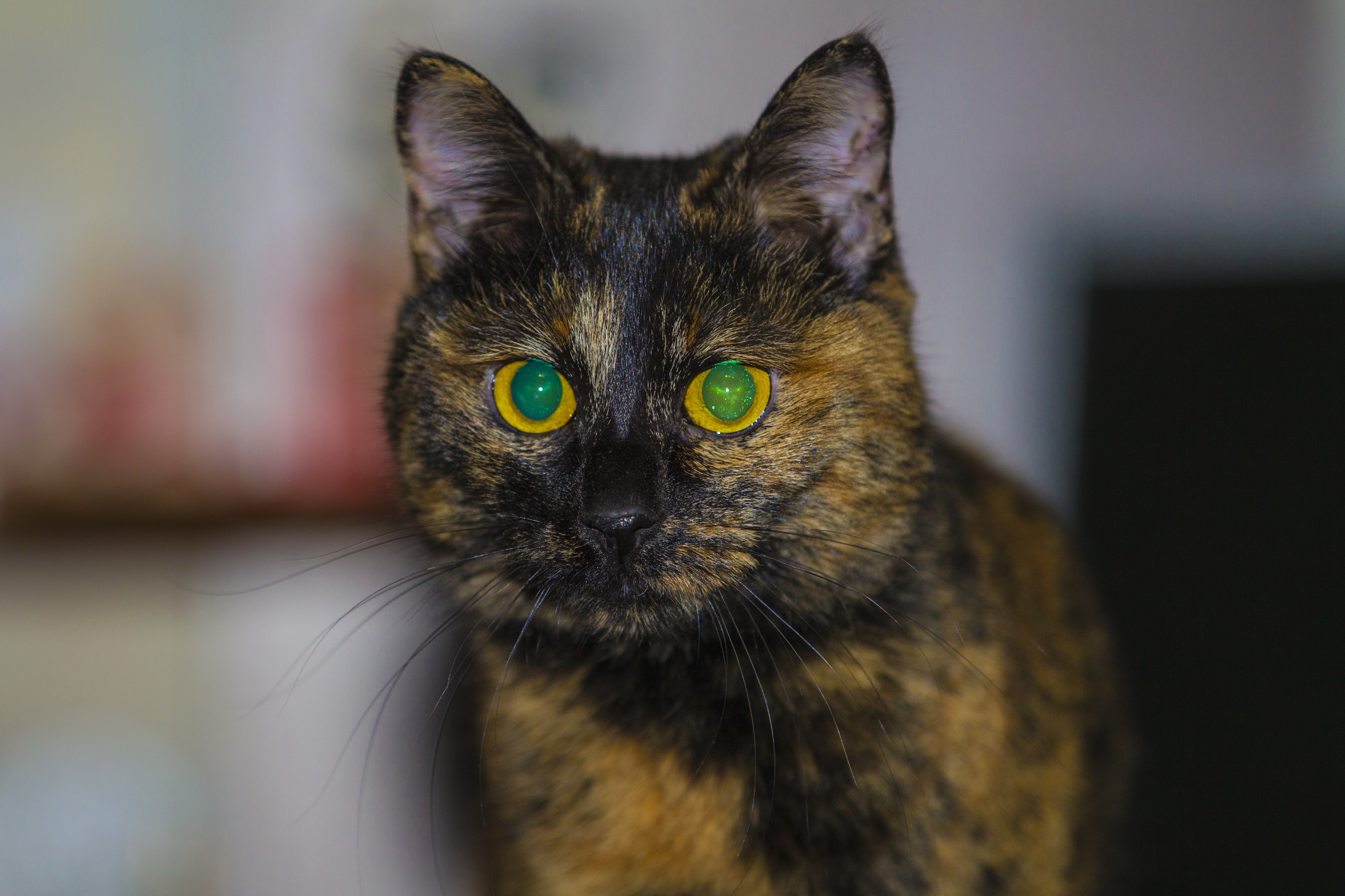 black and brown green eye cat
