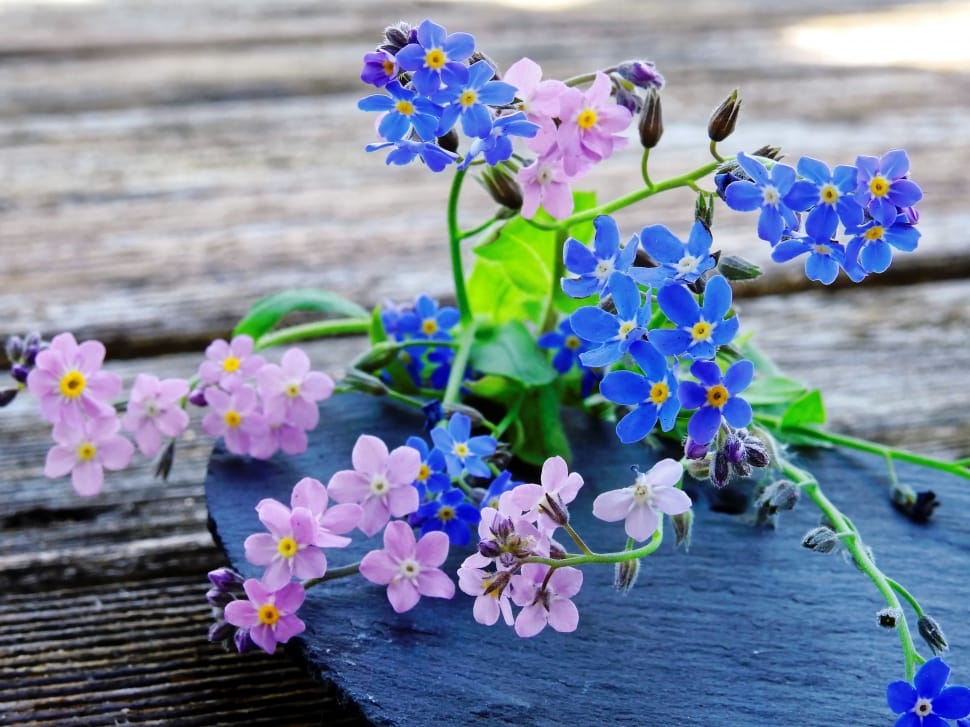 blue and purple flowers preview
