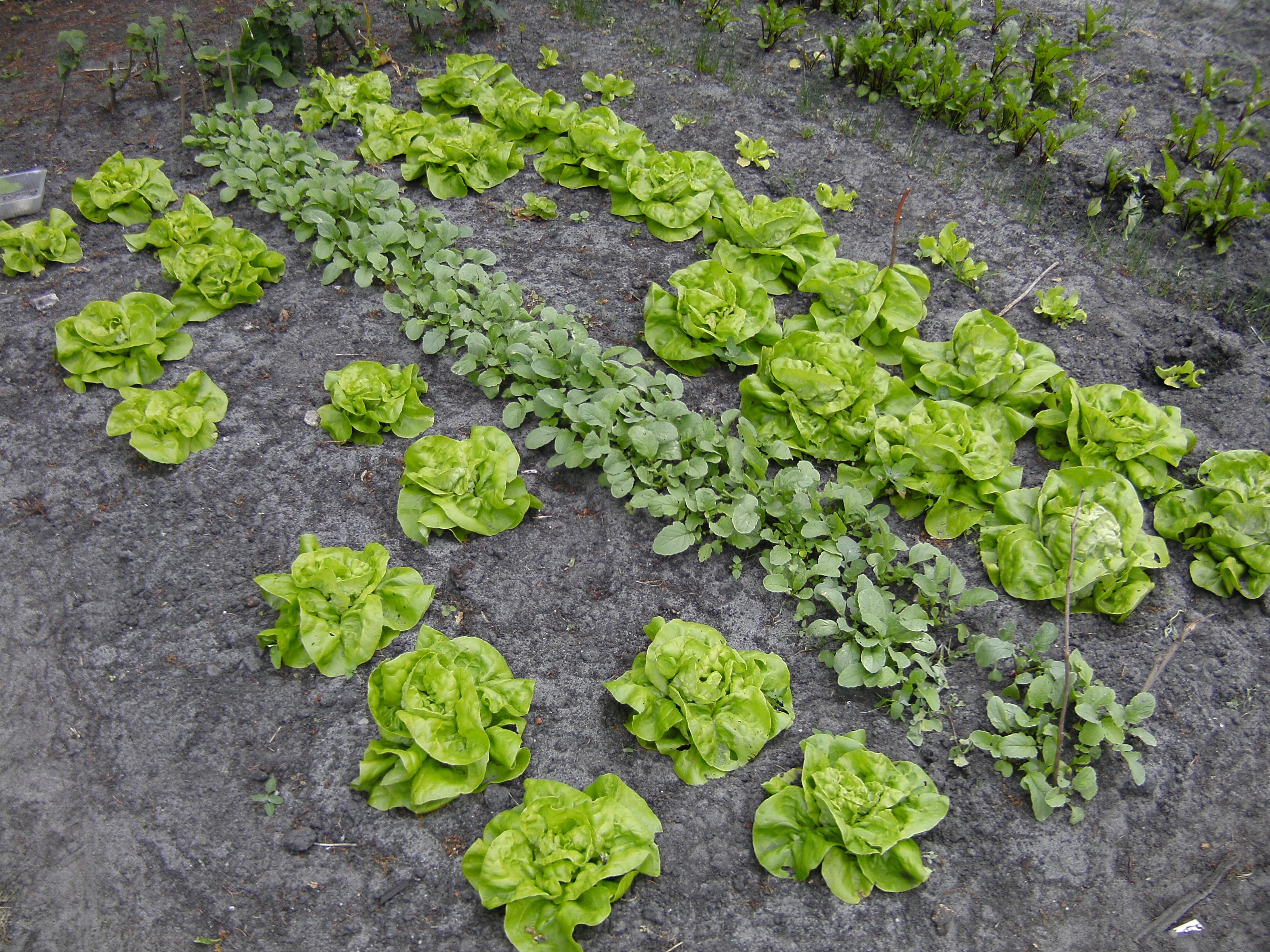 cabbage vegetables