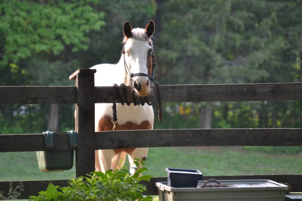 brown and white horse near grey wooden fence preview