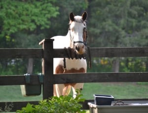 brown and white horse near grey wooden fence thumbnail