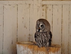 white grey and brown owl thumbnail