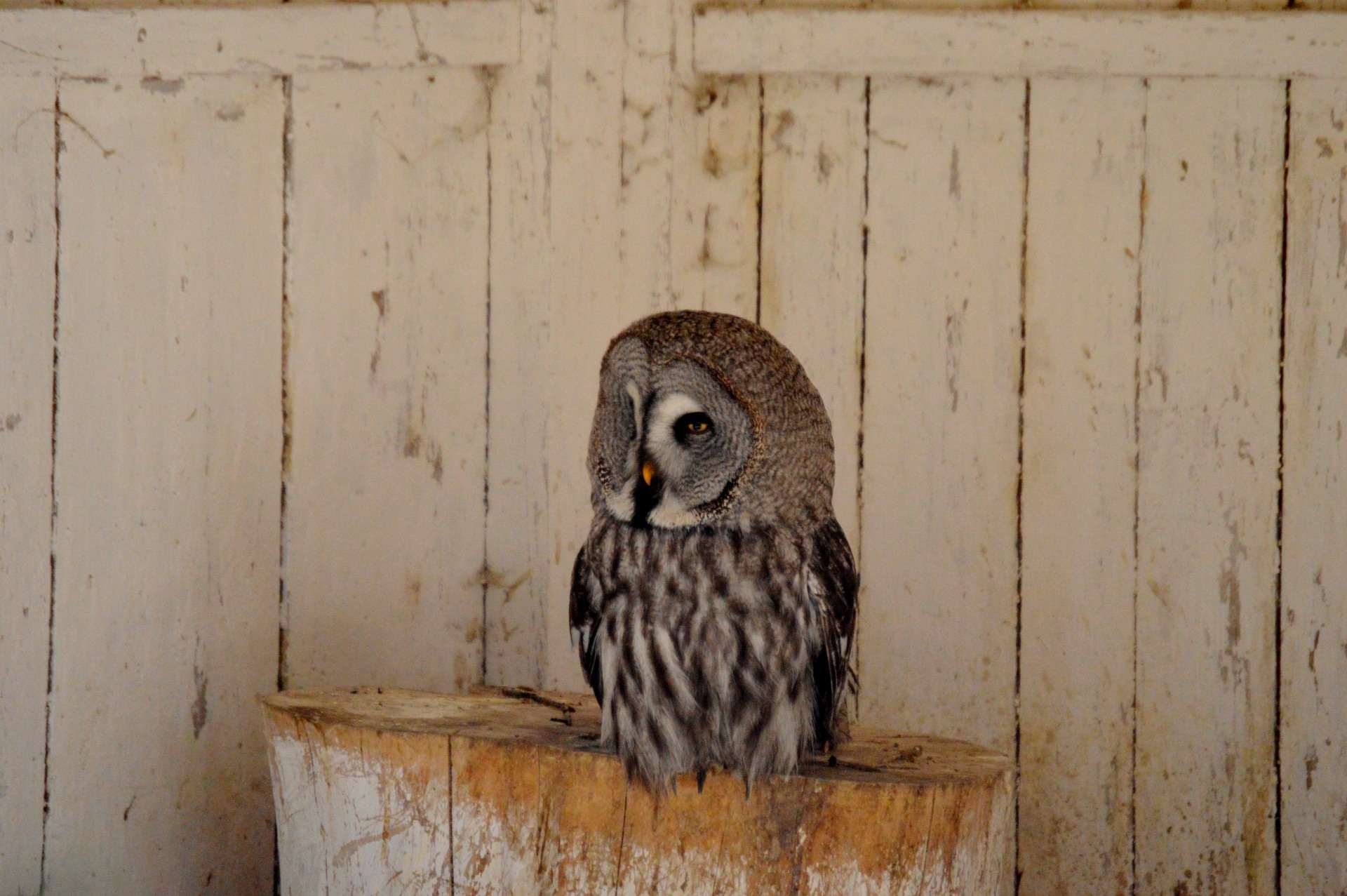 white grey and brown owl