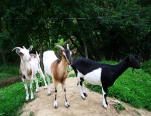 3 goats thumbnail