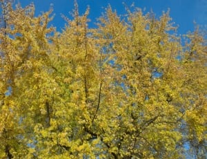 yellow tree thumbnail