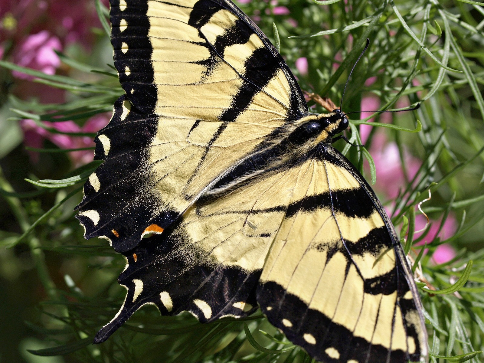 tiger swallowtail buttefly
