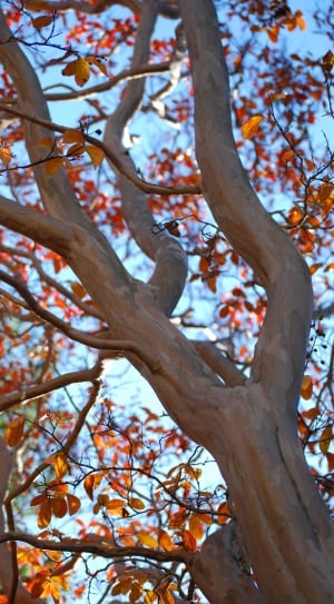 red and yellow leaf tree thumbnail