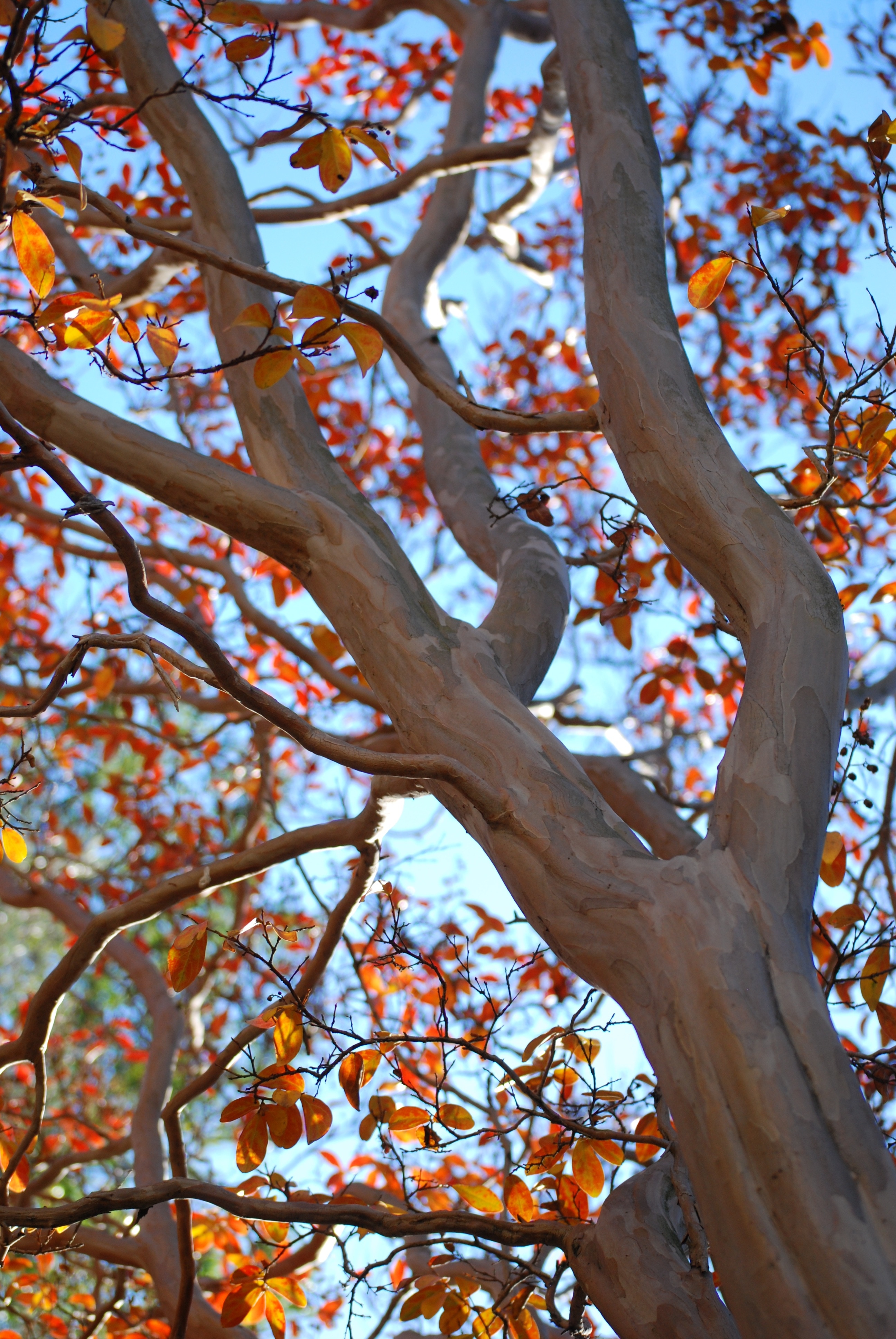 red and yellow leaf tree
