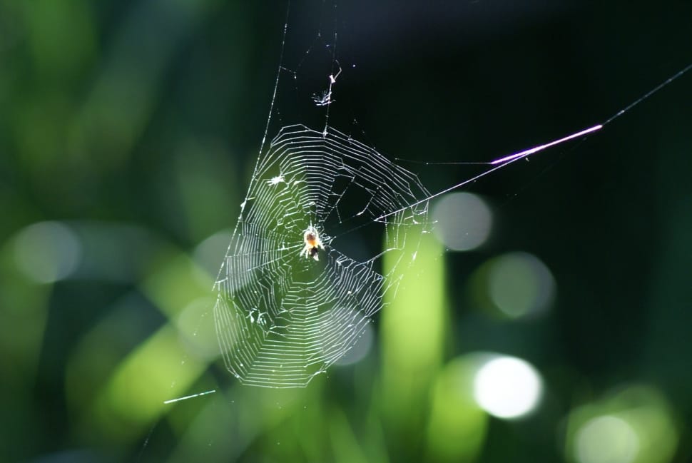 spider on spiderweb preview