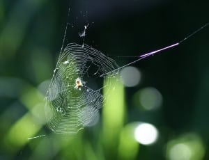 spider on spiderweb thumbnail