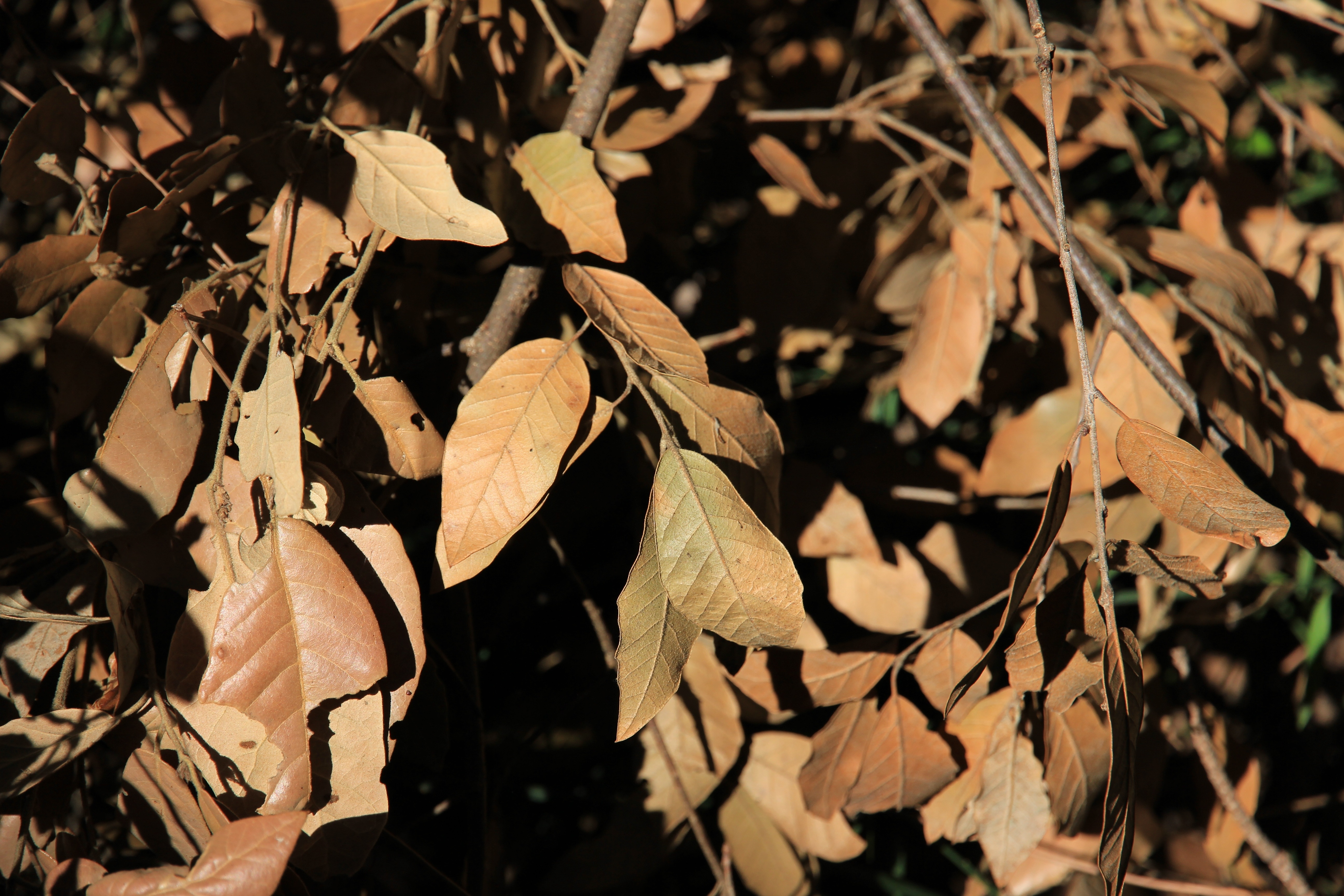 brown leaf lot