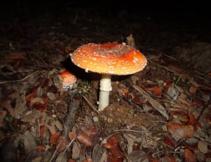 white and orange mushroom thumbnail