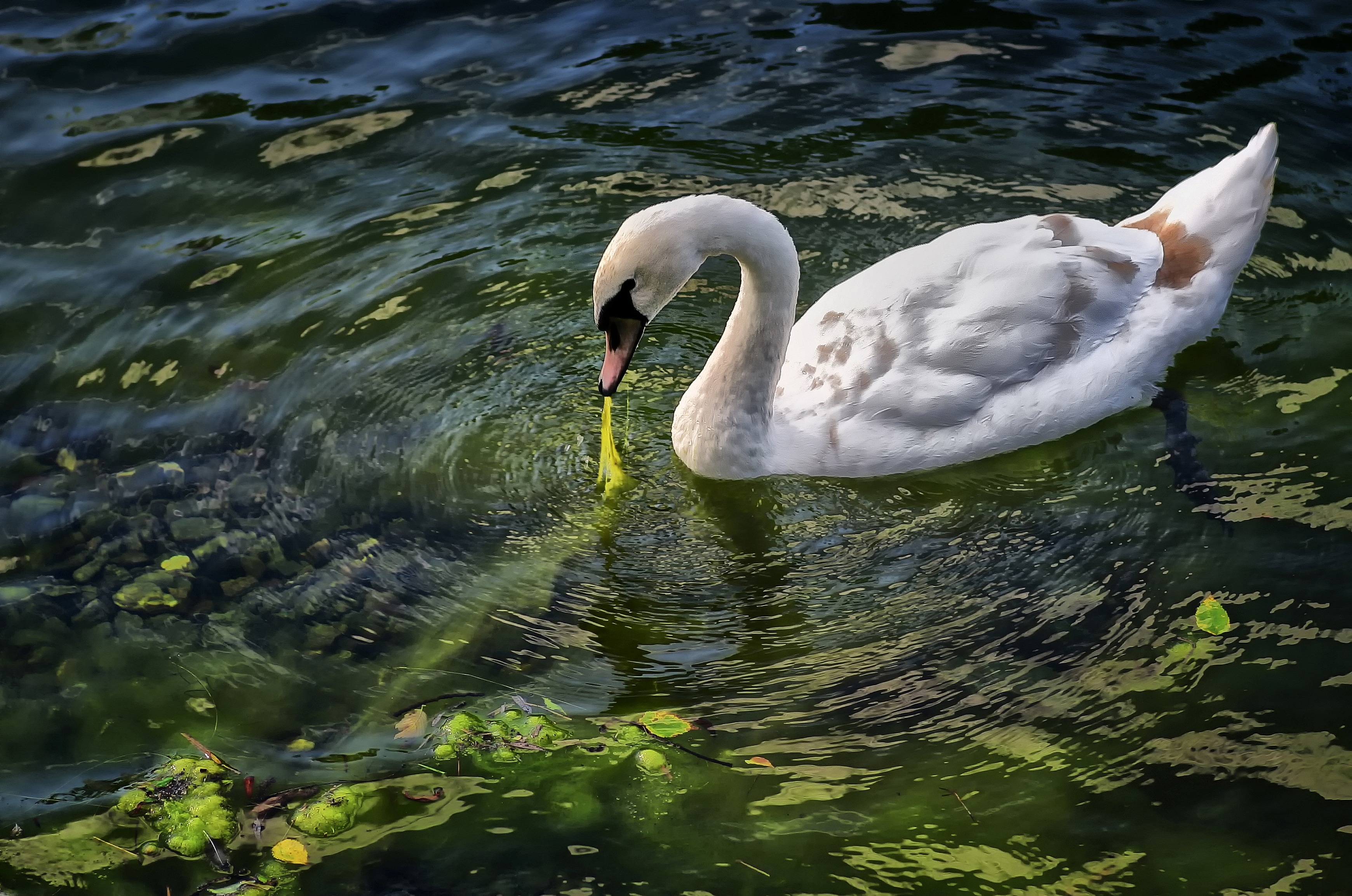 white and gray swan