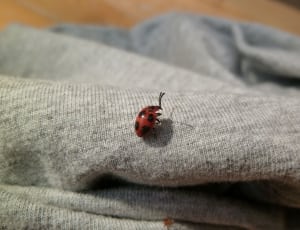 ladybug and grey textile thumbnail