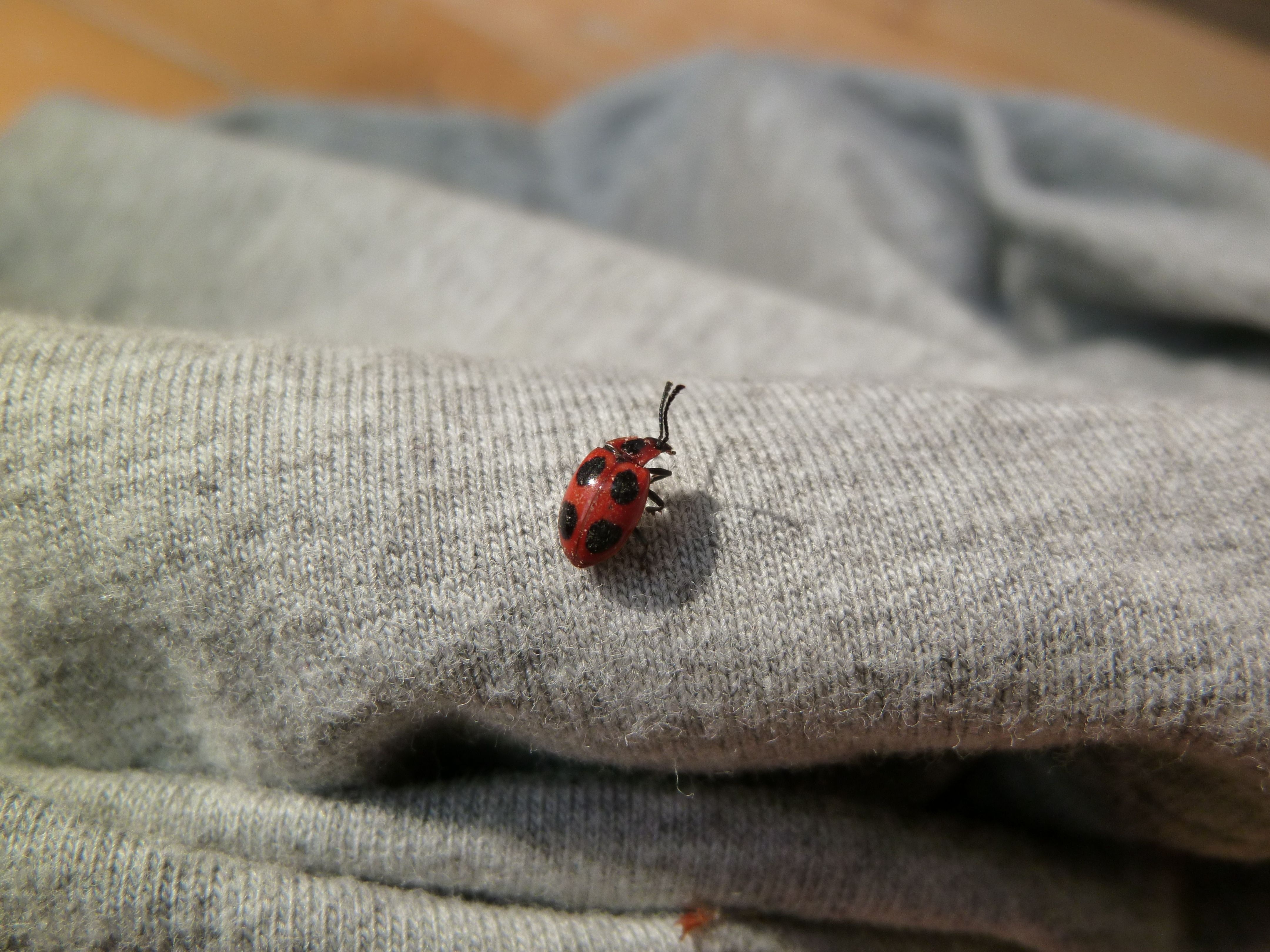 ladybug and grey textile
