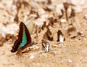 butterflies swarm thumbnail